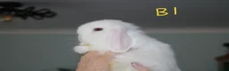 Mini Lop rabbits for sale: Mini Lop Babies - 1 buck left - Advert 1