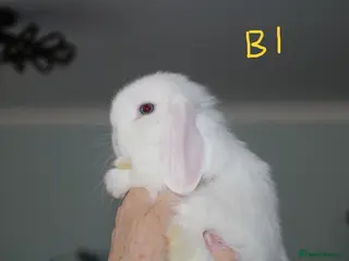 Mini Lop rabbits for sale: Mini Lop Babies - 1 buck left - Advert 3
