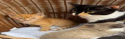 Mixed Breed cats for sale: Calico kittens  - Advert 9