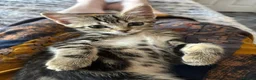 Mixed Breed cats for sale: Two adorable tabby kitten girls – mixed breed - Advert 4
