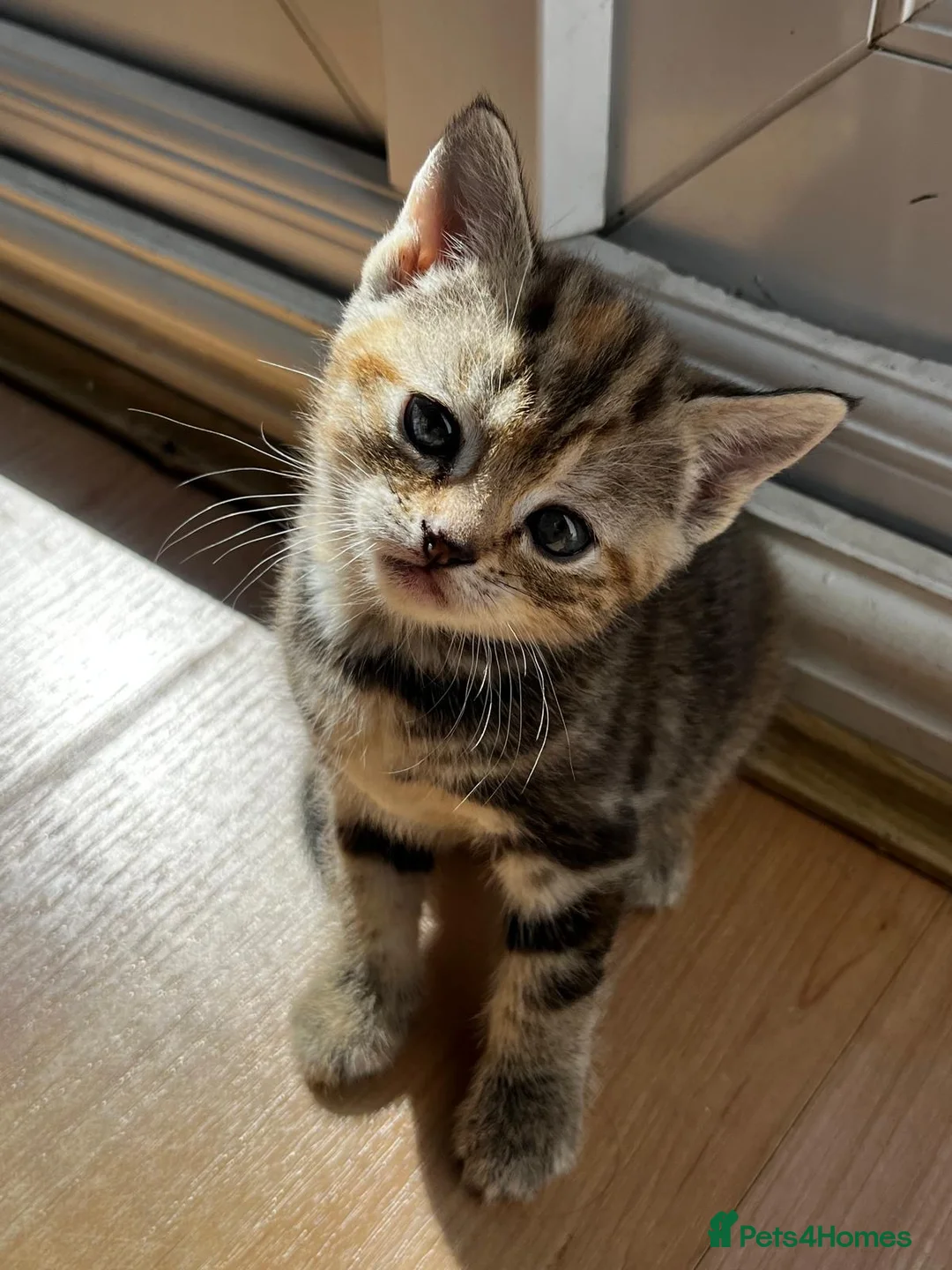 Mixed Breed cats for sale: Female tabby cats  - Advert 1