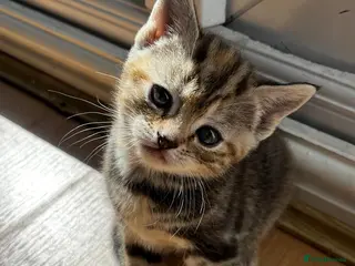 Mixed Breed cats Female tabby cats - Advert 1