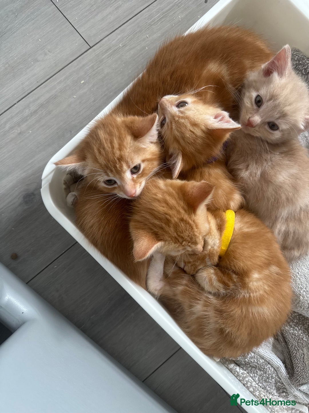 Domestic Shorthair cats for sale: Ginger kittens  - Image 3