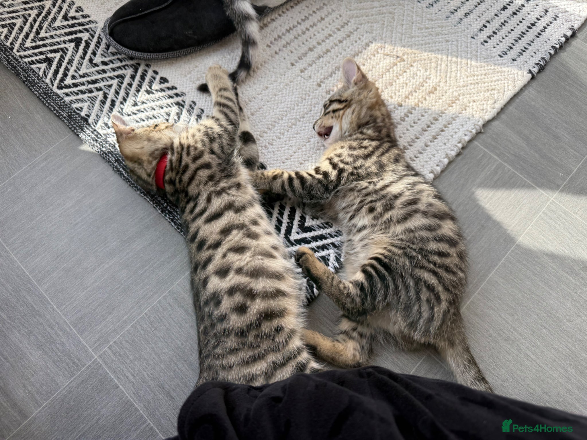 Savannah cats Savannah Kittens for Sale - Advert 7