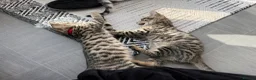 Savannah cats for sale: LAST BOY kitten left ! - Advert 14