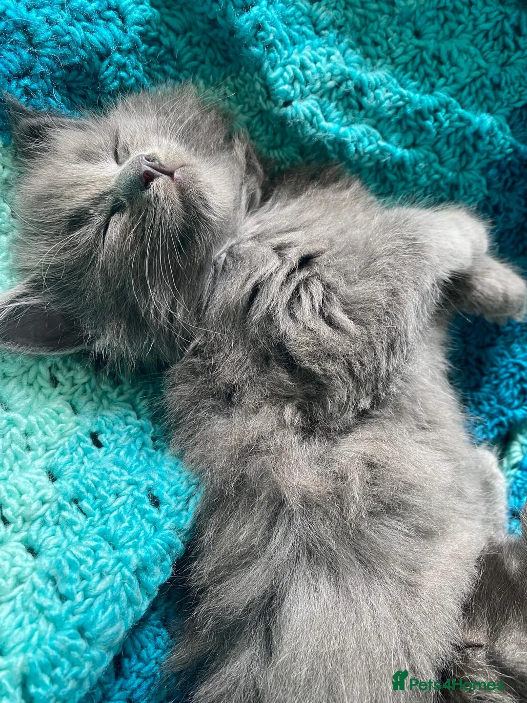 Maine Coon cats for sale: Exceptional Maine Coon Kittens in Melksham - Advert 10