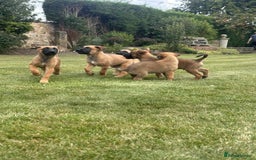 Belgian Shepherd Dog dogs for sale: KC registered Belgian Malinois Puppies - Image 5