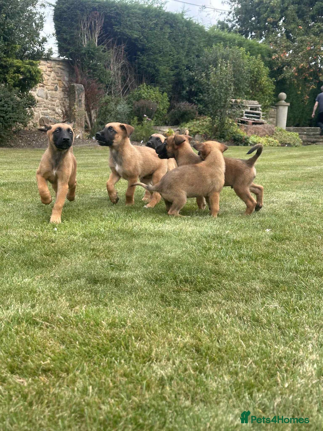 Belgian Shepherd Dog dogs for sale: KC registered Belgian Malinois Puppies - Image 5