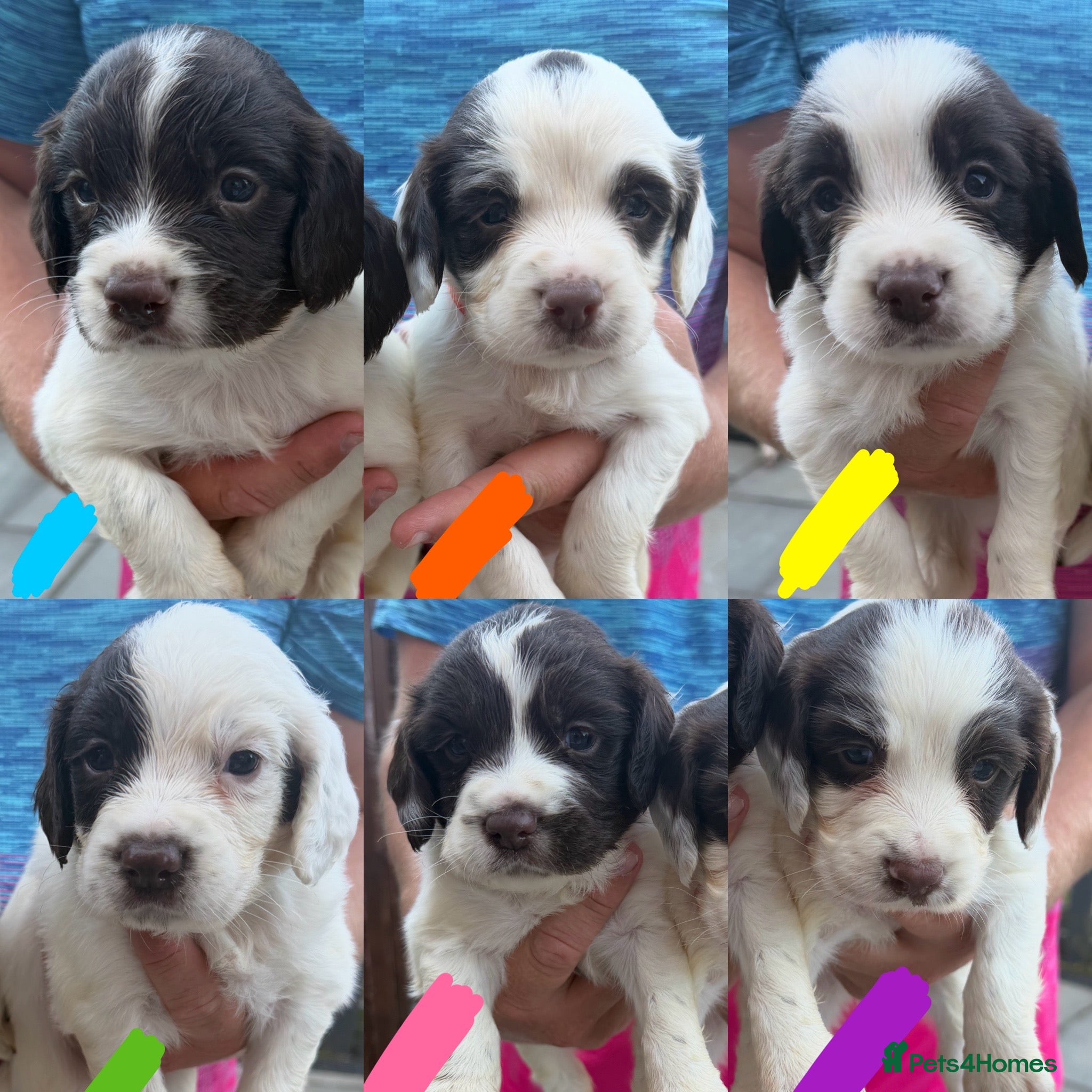 English Springer Spaniel dogs Quality English Working Springer Spaniel Puppies - Advert 2