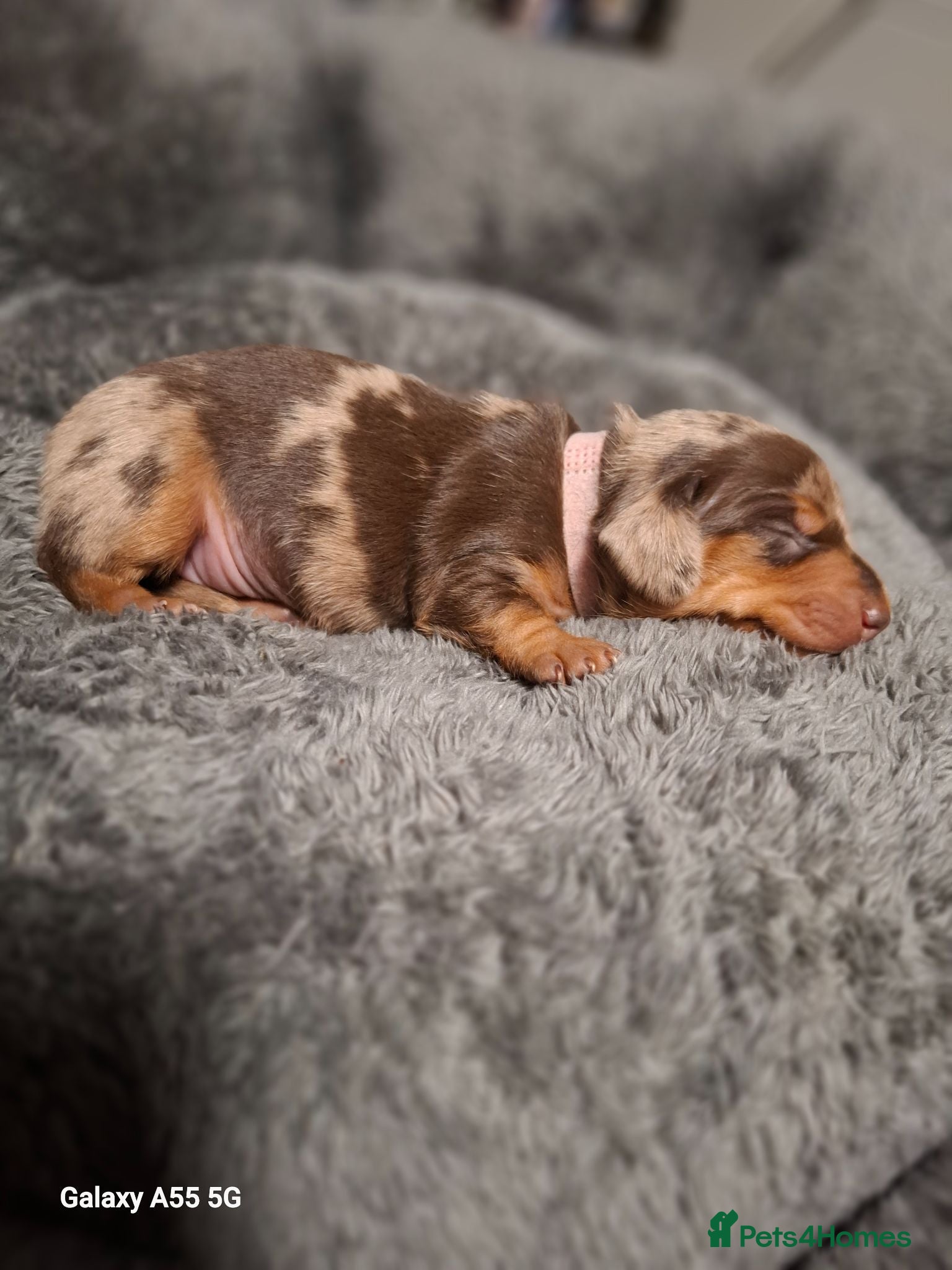 Miniature Dachshund dogs Stunning Miniature Smooth Haired Dachshund Puppies - Advert 2