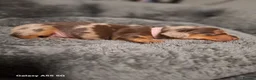 Miniature Dachshund dogs for sale: Stunning Miniature Smooth Haired Dachshund Puppies - Advert 13