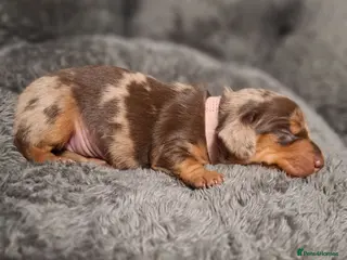 Miniature Dachshund dogs Stunning Miniature Smooth Haired Dachshund Puppies - Advert 2