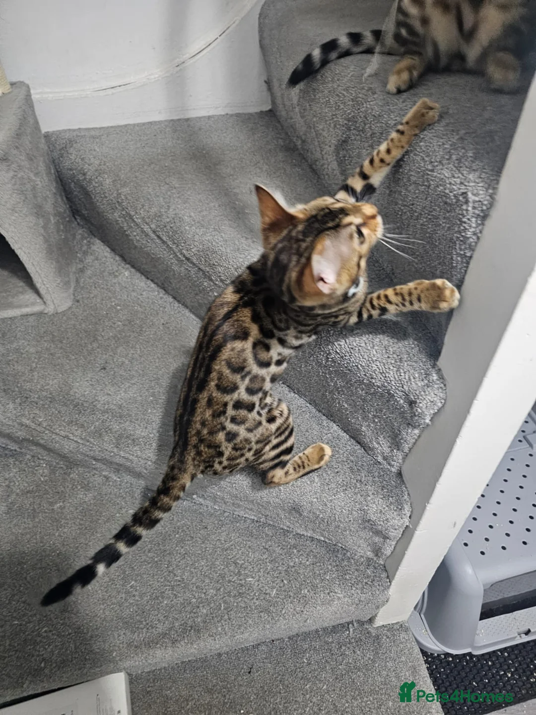 Bengal cats for sale: 2 Bengals available for adoption!  in London - Advert 2
