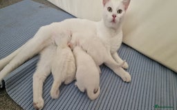 Mixed Breed cats for sale: White kitten boy. Ready to go now - Image 1