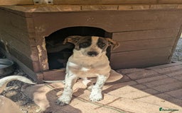 Mixed Breed dogs for adoption: Benson is looking for a dog friend! - Image 2