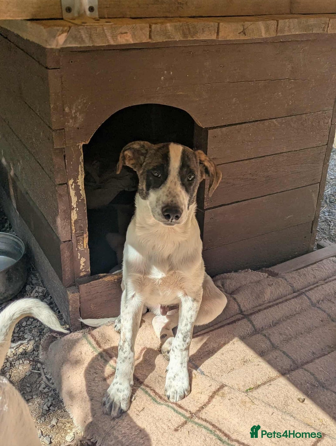 Mixed Breed dogs for adoption: Benson is looking for a dog friend! - Image 2