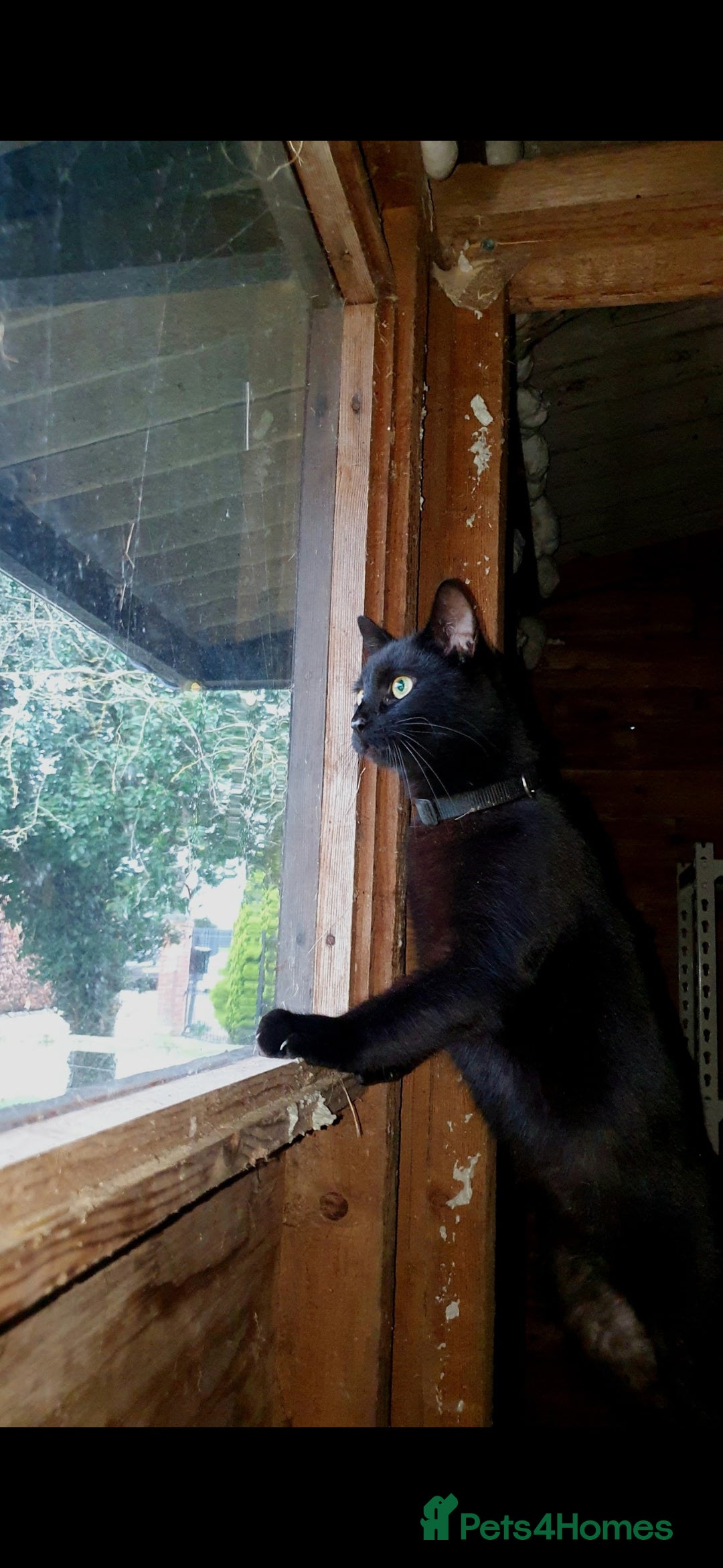 Mixed Breed cats for sale: Stunning Black Male Cat - Image 3