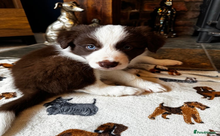 Border Collie dogs - Advert 3