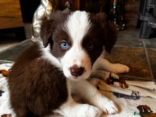Border Collie dogs - Advert 5