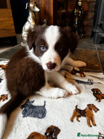 Border Collie dogs - Advert 3