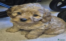 Cavapoo dogs for stud: PROVEN F1 Red Cavapoo stud-DNA Fully health tested - Image 15