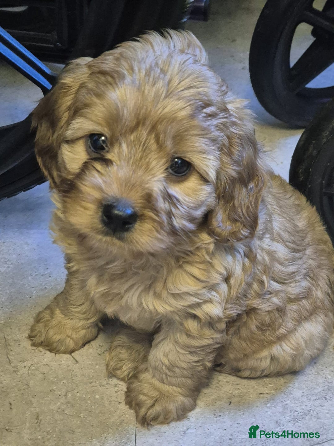 Cavapoo dogs for stud: PROVEN F1 Red Cavapoo stud-DNA Fully health tested - Image 15