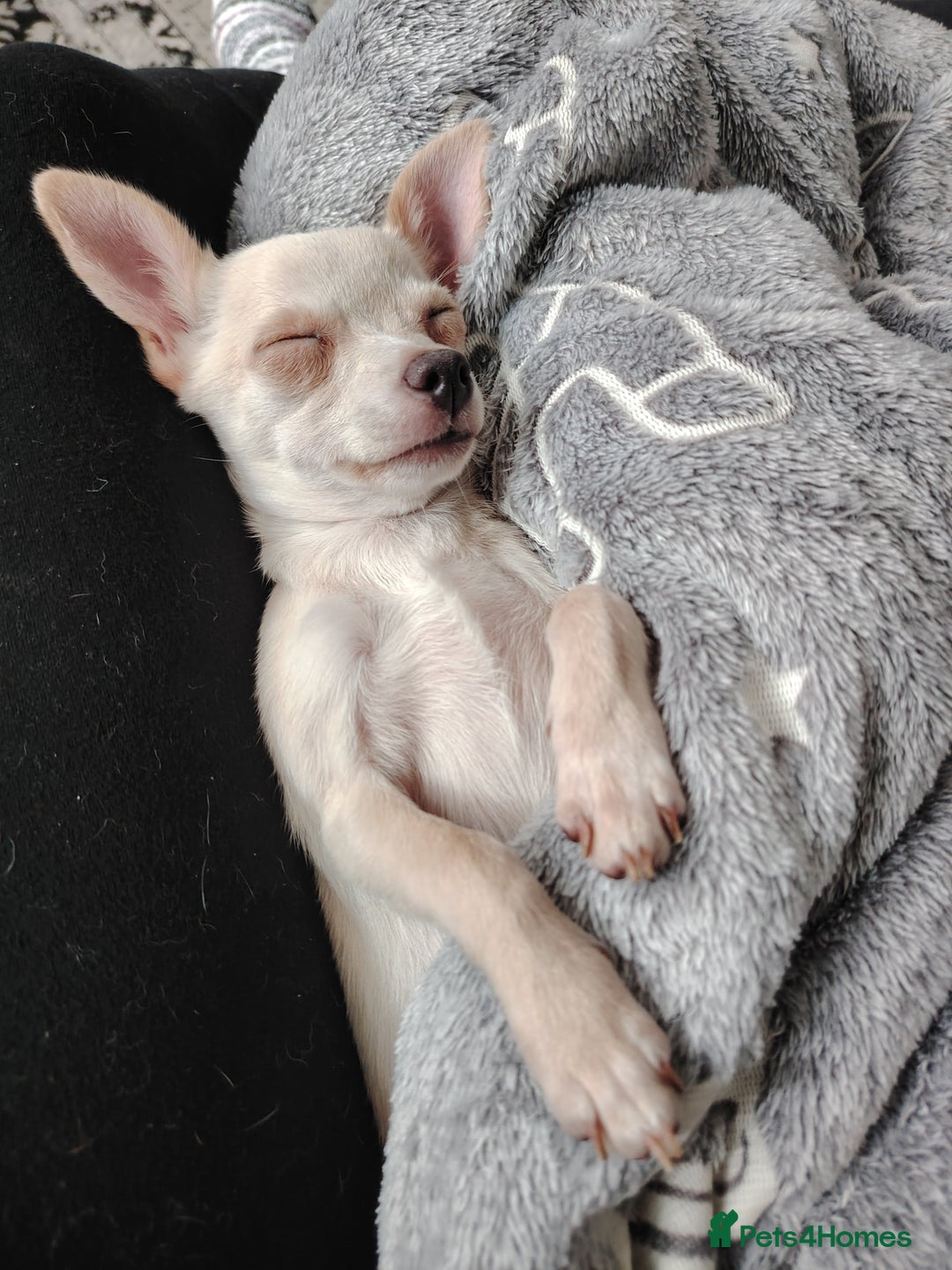 Chihuahua dogs for sale: Deer head chihuahua  - Advert 2