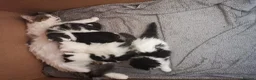 Mixed Breed cats for sale: 4 beautiful Kittens  - Advert 17