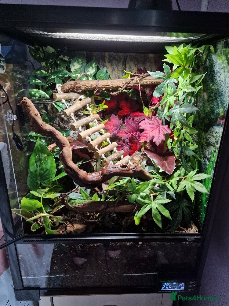 Gecko reptiles Dalmation crested gecko - SOLD - Advert 19
