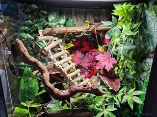 Gecko reptiles Dalmation crested gecko - Advert 13