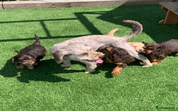 Cockapoo dogs for sale: ((Ready now))F1b cockerpoo puppies  - Image 1