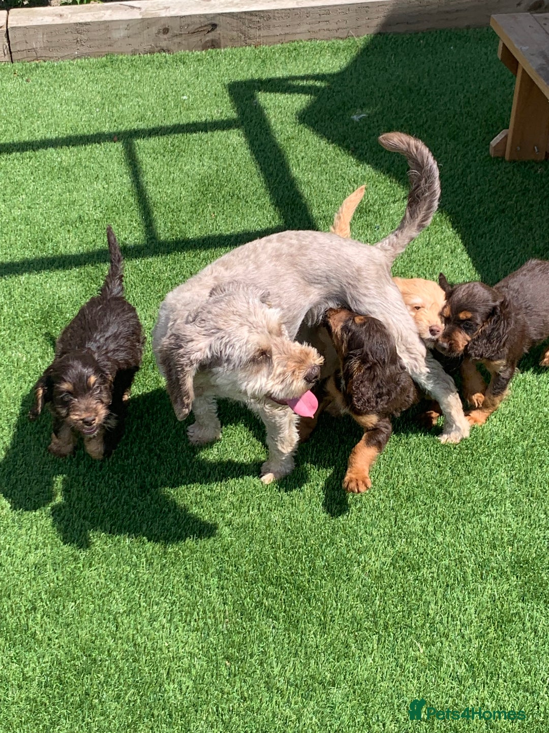 Cockapoo dogs for sale: ((Ready now))F1b cockerpoo puppies  - Image 1