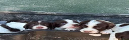 English Springer Spaniel dogs for sale: English Springer Spaniel Puppies - Advert 14
