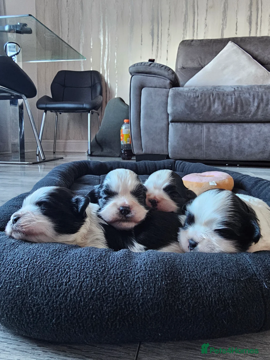 Lhasa Apso dogs for sale: Lhasa apso puppies fully KC REGISTERED  - Advert 4
