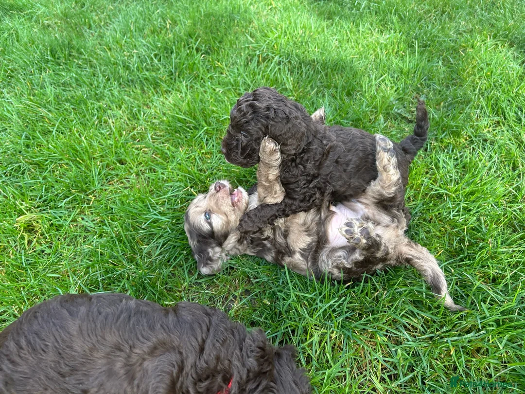 Cockapoo dogs for stud: F1 Red Cockapoo PROVEN Stud-Extensively DNA Tested in Stafford - Advert 25