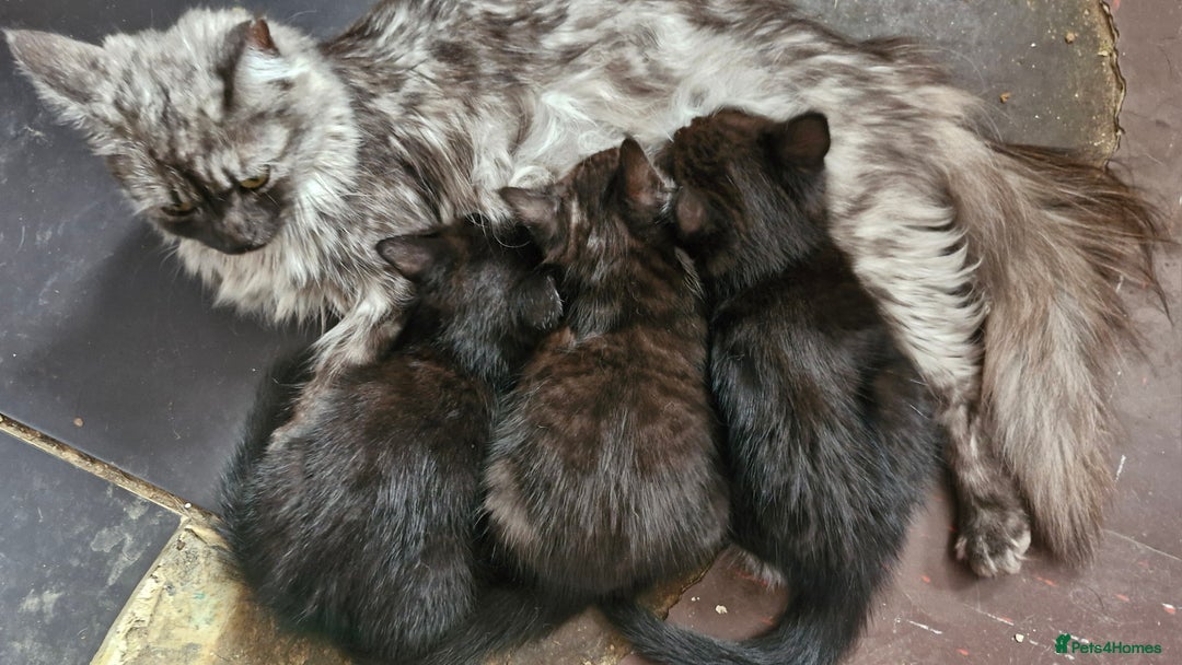 Mixed Breed cats for sale: 3 gorgeous little girls  - Image 1