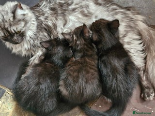 Mixed Breed cats - Advert 36