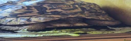 Tortoise reptiles for sale: 2x leapord tortoises  - Advert 4