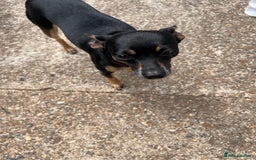 Miniature Pinscher dogs for stud: Mini Pincher - Enfield - Image 2
