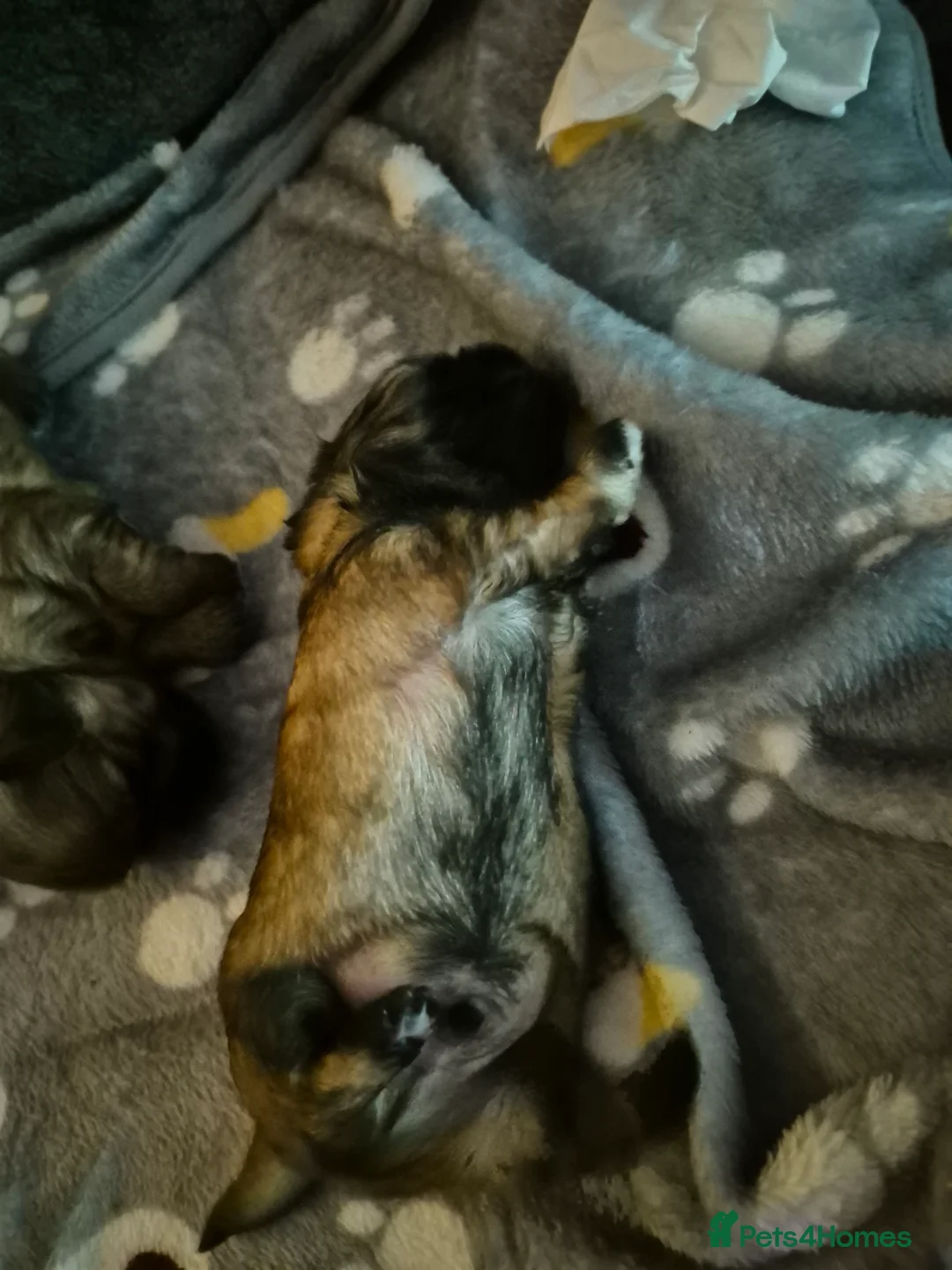 Malshi dogs for sale: 5 beautiful puppies, all been reserved now  - Advert 19