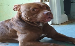 Mixed Breed dogs for sale: Brucie nearly 4 Cross breed  - Image 1