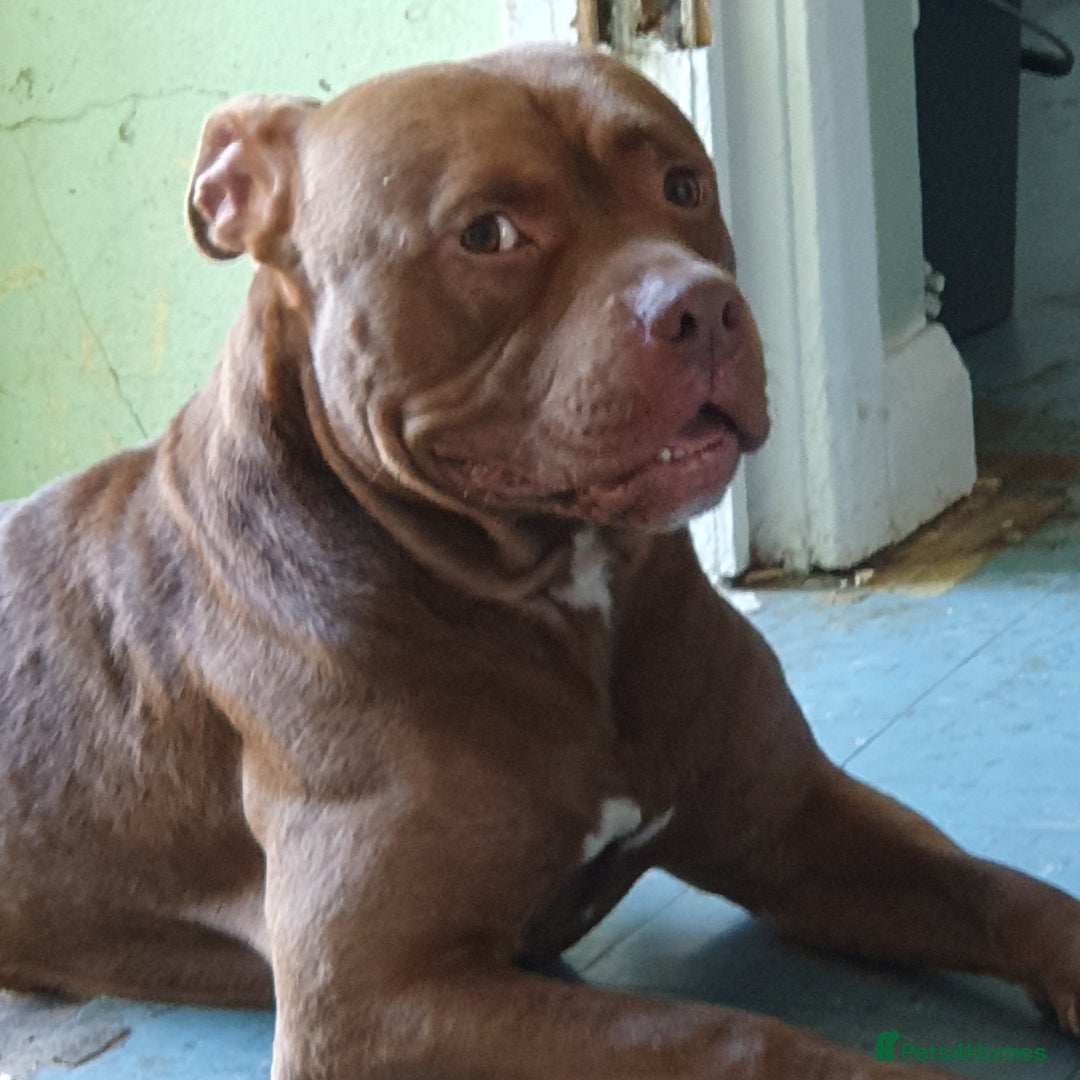 Mixed Breed dogs for sale: Brucie nearly 4 Cross breed  - Image 1