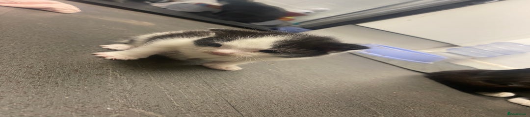 American Shorthair Kitten 2