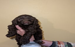 Cockapoo dogs for sale: Mixed coloured Cockapoo Puppies  - Image 6