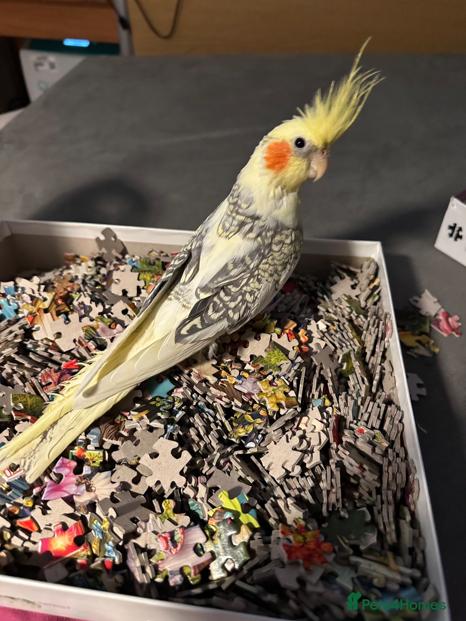 Cockatiels birds Hand tame female cockateil - Advert 2