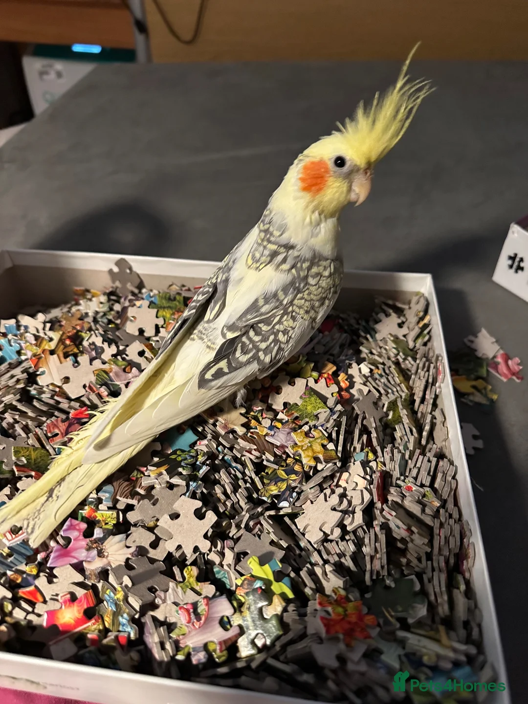 Cockatiels birds for sale: Hand tame female cockateil - Advert 2