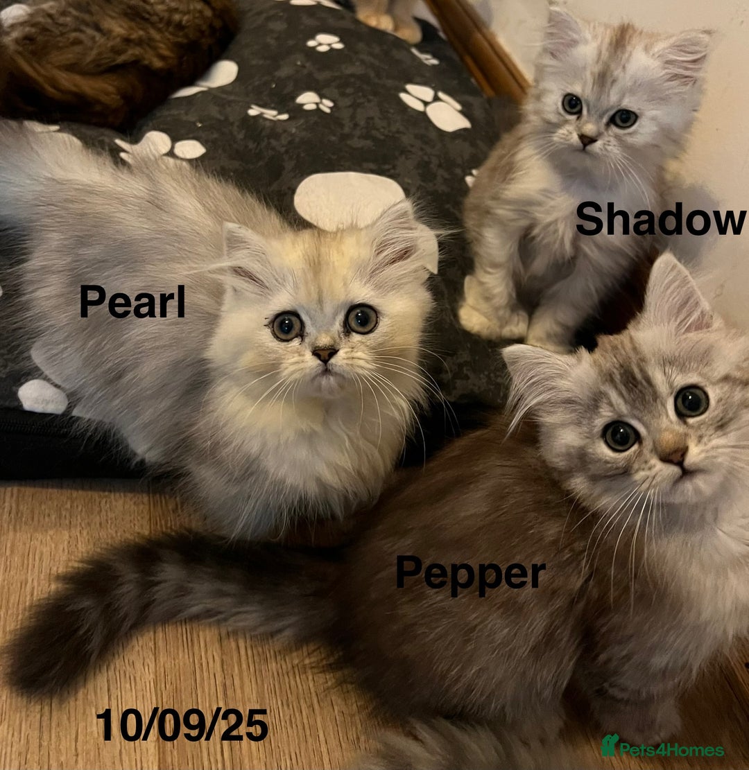 Munchkin cats for sale: Exceptional Quality & Extremely Rare Silver Minuet - Image 20