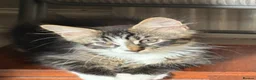 Maine Coon cats for sale: TICA Registered pedigree Maine Coon kittens - Advert 26