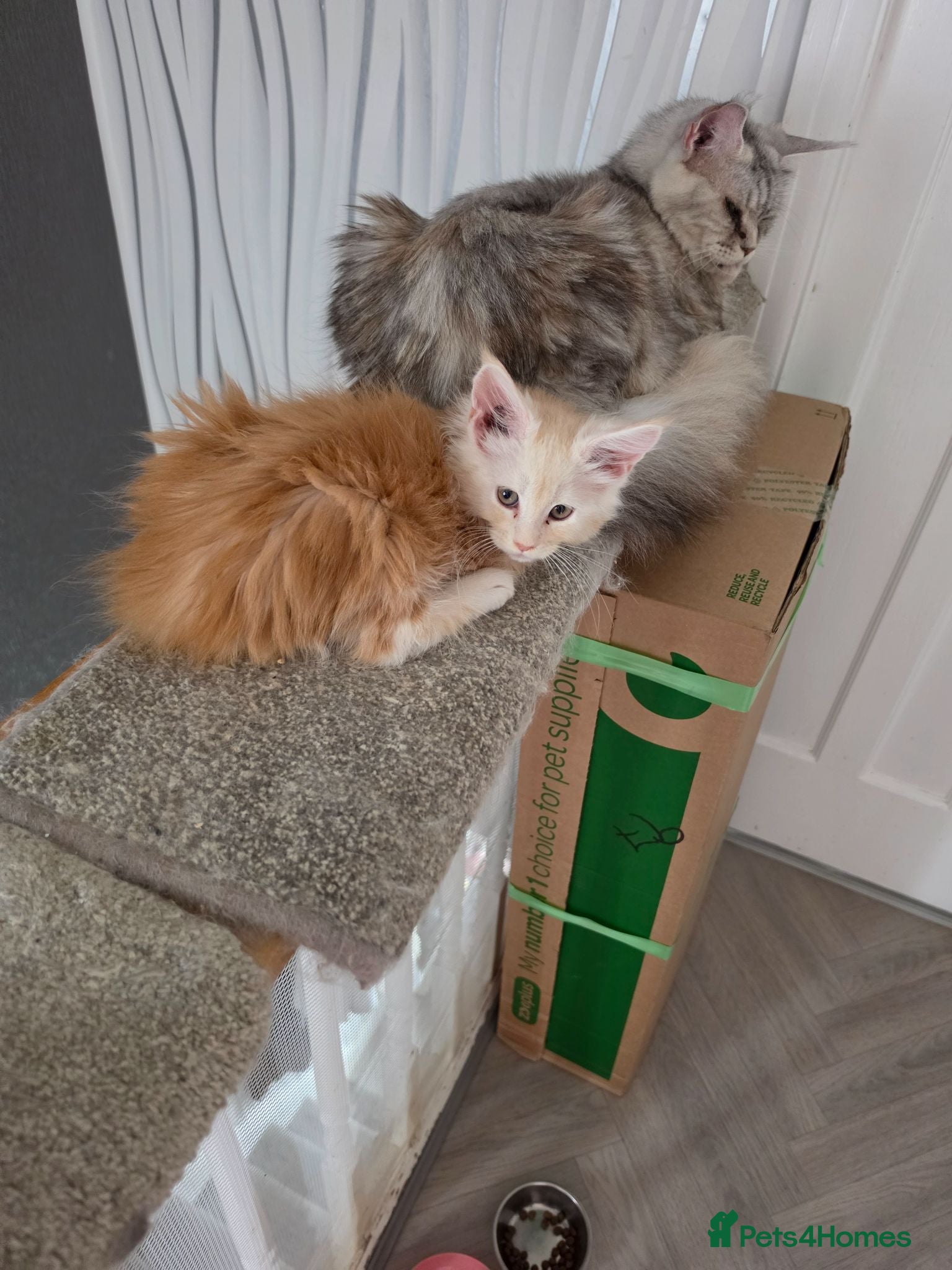 Maine Coon cats PEDIGREE MAINE COON KITTENS  - Advert 17