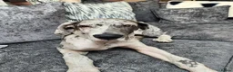 Great Dane dogs for sale: 8 mth old merle great dane girl in York - Advert 5